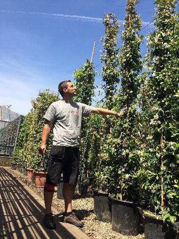 Major Plants Ltd - Climber - London - UK - Image 