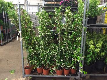 Major Plants Ltd - Climber - London - UK - Image 1