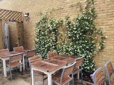 Major Plants Ltd - Climber - London - UK - Image 3