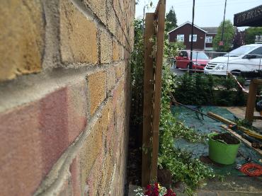 Major Plants Ltd - Climber - London - UK - Image 5