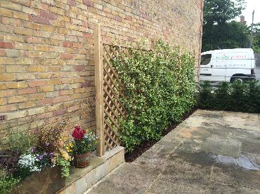 Major Plants Ltd - Climber - London - UK - Image 11