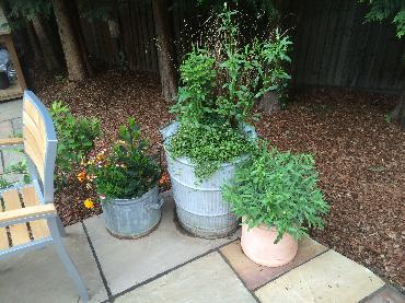 Major Plants Ltd - Decorating Bark - London - UK - Image 4