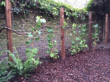 Major Plants Ltd - Decorating Bark - London - UK - Image 5