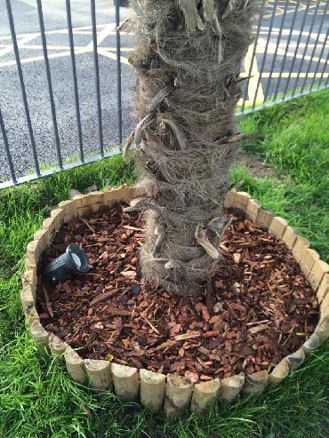 Major Plants Ltd - Decorating Bark - London - UK - Image 7