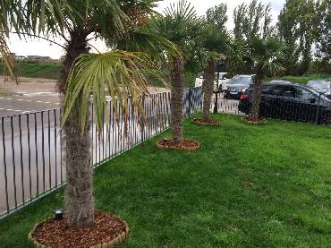 Major Plants Ltd - Decorating Bark - London - UK - Image 8