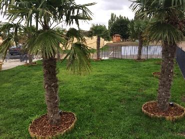 Major Plants Ltd - Decorating Bark - London - UK - Image 9