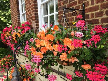 Major Plants Ltd - Hanging Basket Services - London - UK - Image 28