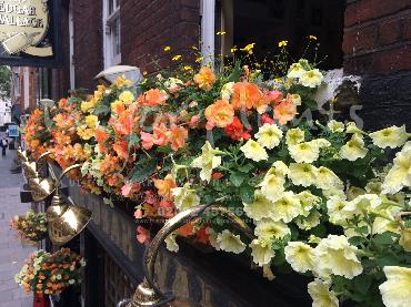 Major Plants Ltd - Hanging Basket Services - London - UK - Image 33