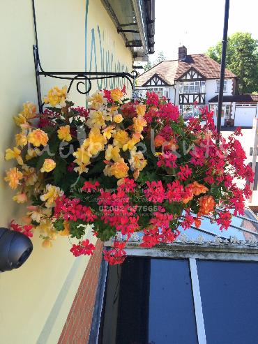 Major Plants Ltd - Hanging Basket Services - London - UK - Image 44