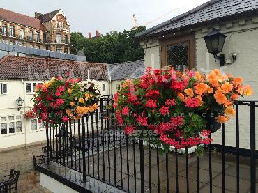 Major Plants Ltd - Hanging Basket Services - London - UK - Image 46
