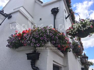 Major Plants Ltd - Hanging Basket Services - London - UK - Image 60
