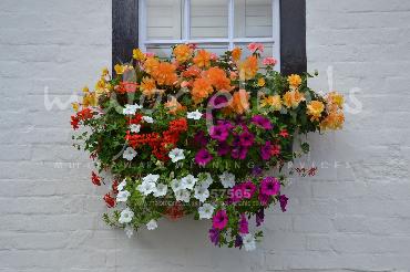 Major Plants Ltd - Hanging Basket Services - London - UK - Image 67