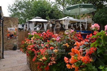 Major Plants Ltd - Hanging Basket Services - London - UK - Image 71