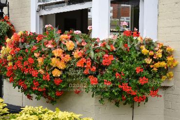 Major Plants Ltd - Hanging Basket Services - London - UK - Image 72
