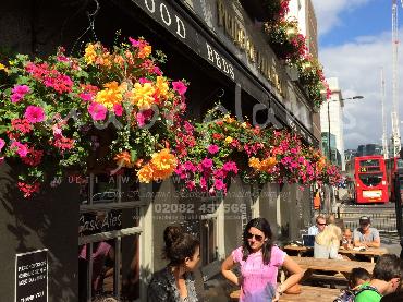 Major Plants Ltd - Hanging Basket Services - London - UK - Image 80