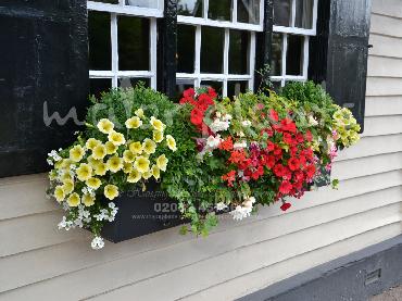Major Plants Ltd - Hanging Basket Services - London - UK - Image 96