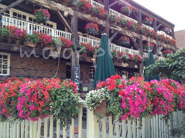 Major Plants Ltd - Hanging Basket Services - London - UK - Image 102
