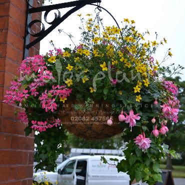 Major Plants Ltd - Hanging Basket Services - London - UK - Image 104