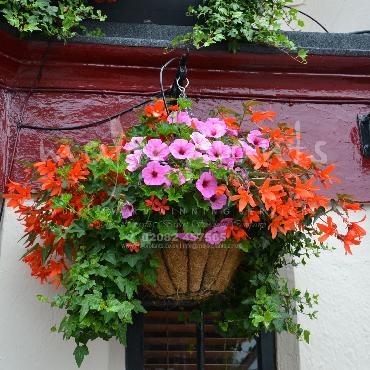 Major Plants Ltd - Hanging Basket Services - London - UK - Image 105