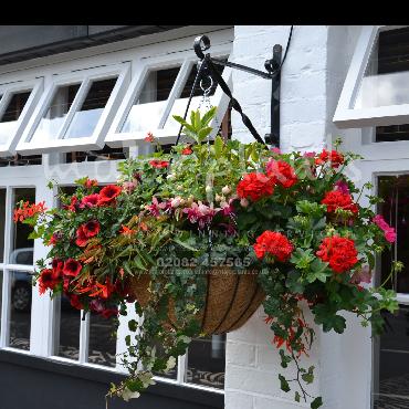 Major Plants Ltd - Hanging Basket Services - London - UK - Image 107