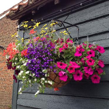 Major Plants Ltd - Hanging Basket Services - London - UK - Image 109