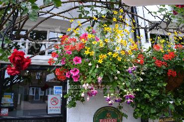 Major Plants Ltd - Hanging Basket Services - London - UK - Image 111