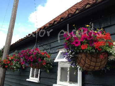 Major Plants Ltd - Hanging Basket Services - London - UK - Image 118