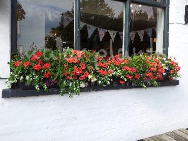 Major Plants Ltd - Hanging Basket Services - London - UK - Image 121