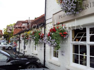 Major Plants Ltd - Hanging Basket Services - London - UK - Image 125