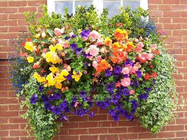 Major Plants Ltd - Hanging Basket Services - London - UK - Image 126