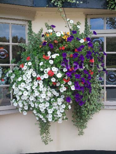 Major Plants Ltd - Hanging Basket Services - London - UK - Image 128