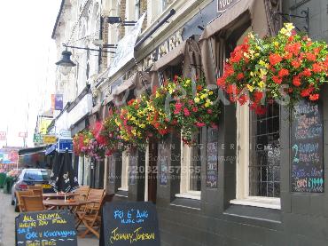 Major Plants Ltd - Hanging Basket Services - London - UK - Image 130