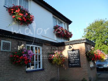 Major Plants Ltd - Hanging Basket Services - London - UK - Image 133