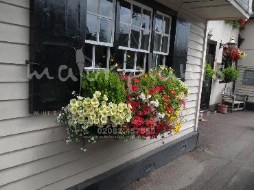 Major Plants Ltd - Hanging Basket Services - London - UK - Image 142