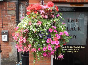 Major Plants Ltd - Hanging Basket Services - London - UK - Image 143