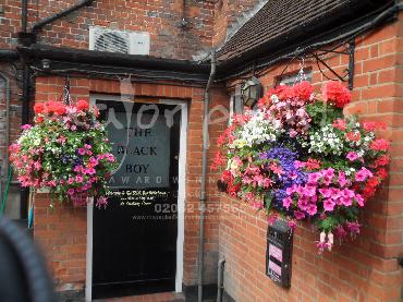 Major Plants Ltd - Hanging Basket Services - London - UK - Image 144