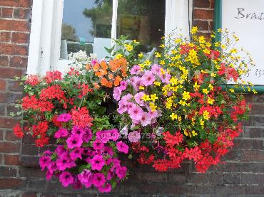 Major Plants Ltd - Hanging Basket Services - London - UK - Image 146