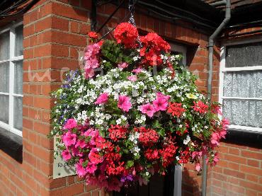 Major Plants Ltd - Hanging Basket Services - London - UK - Image 148