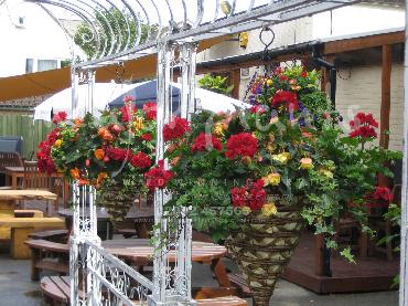 Major Plants Ltd - Hanging Basket Services - London - UK - Image 153