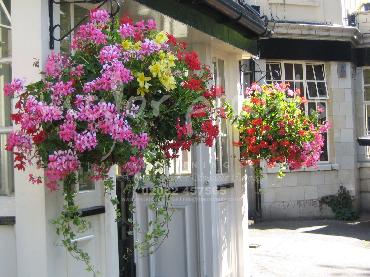 Major Plants Ltd - Hanging Basket Services - London - UK - Image 154