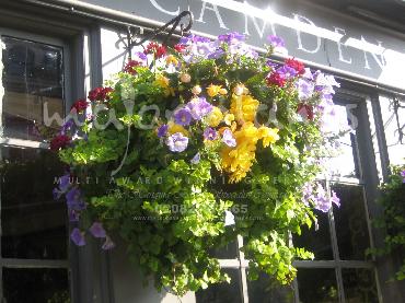 Major Plants Ltd - Hanging Basket Services - London - UK - Image 158