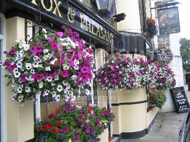Major Plants Ltd - Hanging Basket Services - London - UK - Image 159