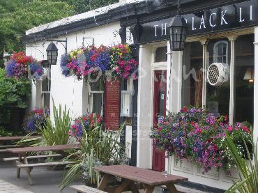 Major Plants Ltd - Hanging Basket Services - London - UK - Image 162