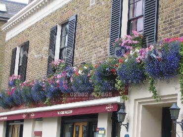 Major Plants Ltd - Hanging Basket Services - London - UK - Image 163