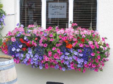 Major Plants Ltd - Hanging Basket Services - London - UK - Image 165