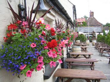 Major Plants Ltd - Hanging Basket Services - London - UK - Image 166