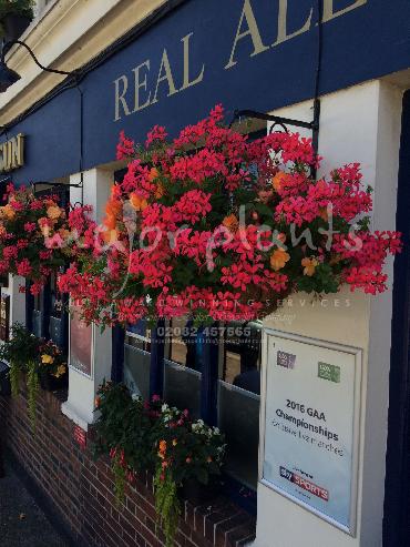 Major Plants Ltd - Hanging Basket Services - London - UK - Image 168