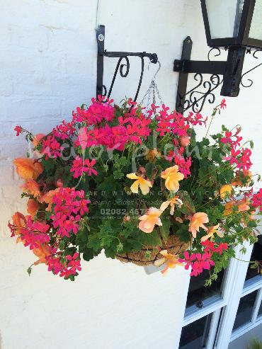 Major Plants Ltd - Hanging Basket Services - London - UK - Image 169