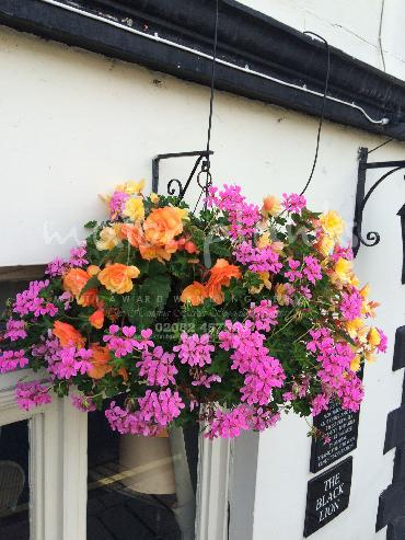 Major Plants Ltd - Hanging Basket Services - London - UK - Image 170