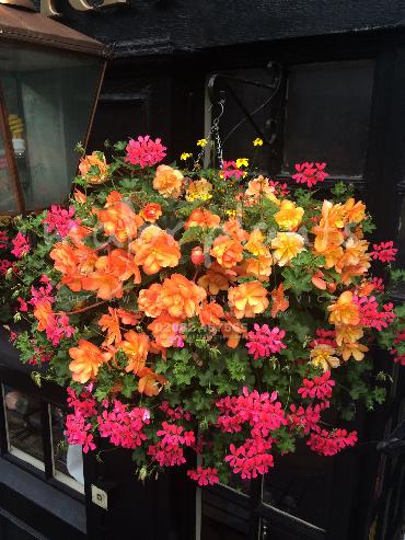 Major Plants Ltd - Hanging Basket Services - London - UK - Image 172